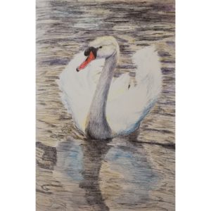 Cigno sul fiume Sile realizato con le penne biro colorate